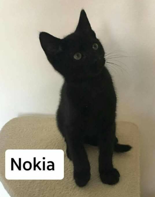 NOKIA - M - Né le 01/04/2017 - Adopté en octobre 2017