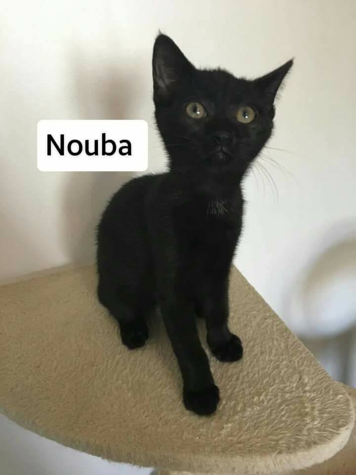 NOUBA - F - Née le 01/04/2017- Adoptée en Juillet 2017