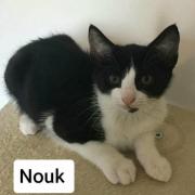 NOUK - M - Né le 01/04/2017 - Adopté en octobre 2017