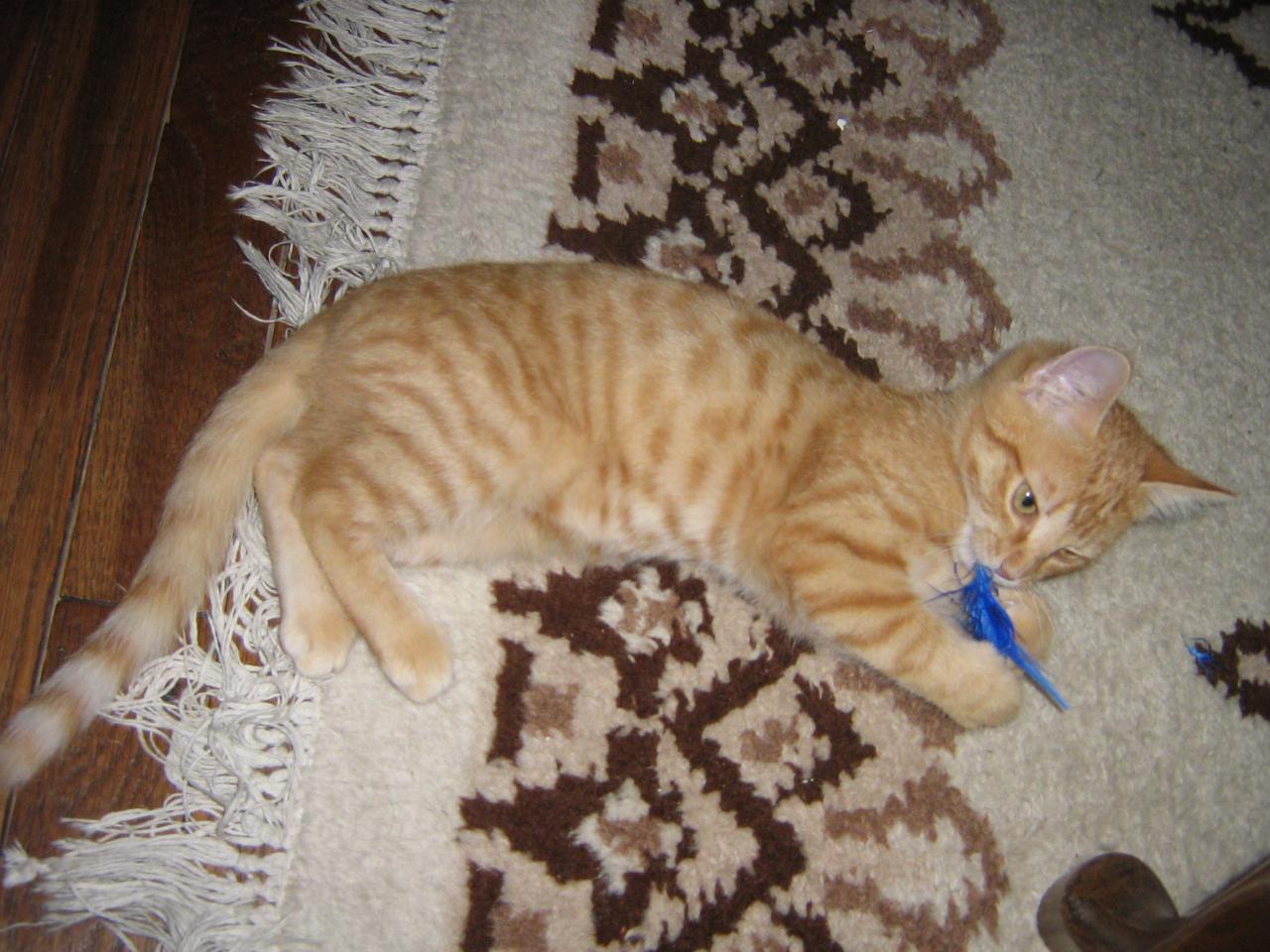 ELVIN - Né le 01/08/2009 - Adopté en Octobre 2009