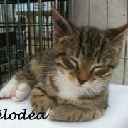 HELODEA - F - Née le 20/07/2012 - Adoptée en Novembre 2012