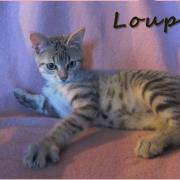 LOUPY - M - Né le 01/07/2015 - Adopté en déc 2015