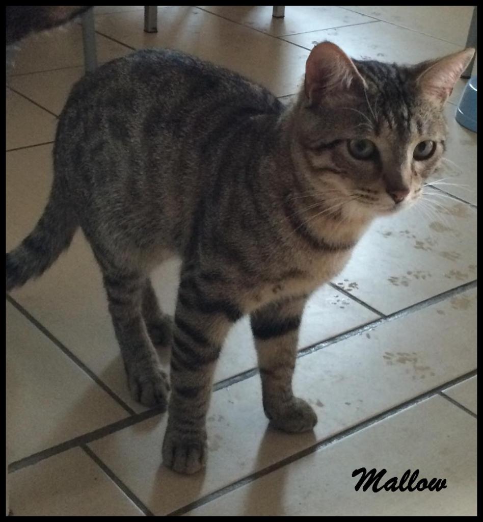 MALLOW - M - Né le 08/09/2015 - Adopté en Juillet 2017