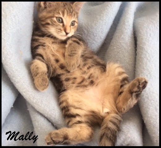 MALLY - M - Né le 20/08/2016 - Adopté en Décembre 2016