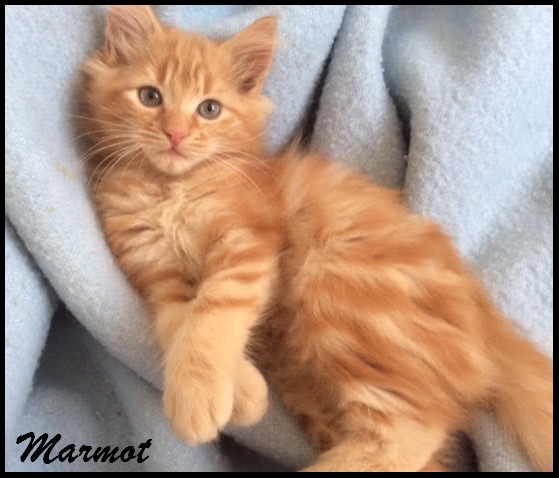MARMOT - M - Né le 20/08/2016 - Adopté en Novembre 2016