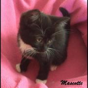 MASCOTTE - F - Née le 01/05/2016 - Adoptée en août 2016