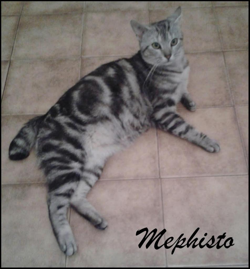MEPHISTO - M - Né le 01/06/2015 - Adopté en juillet 2016