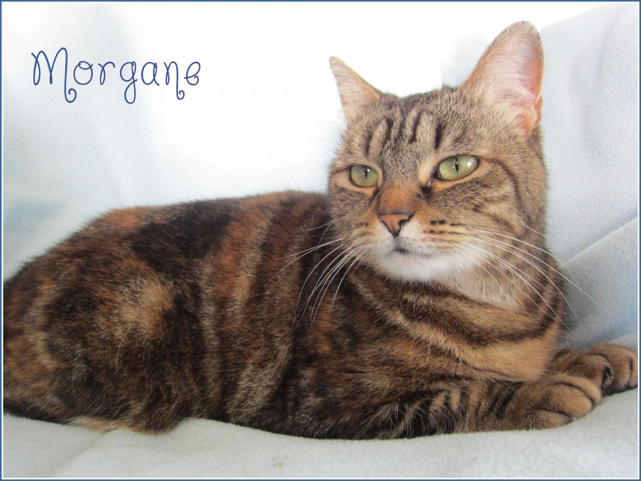 MORGANE - F - Née le 01/07/2010 - Adoptée en avril 2016