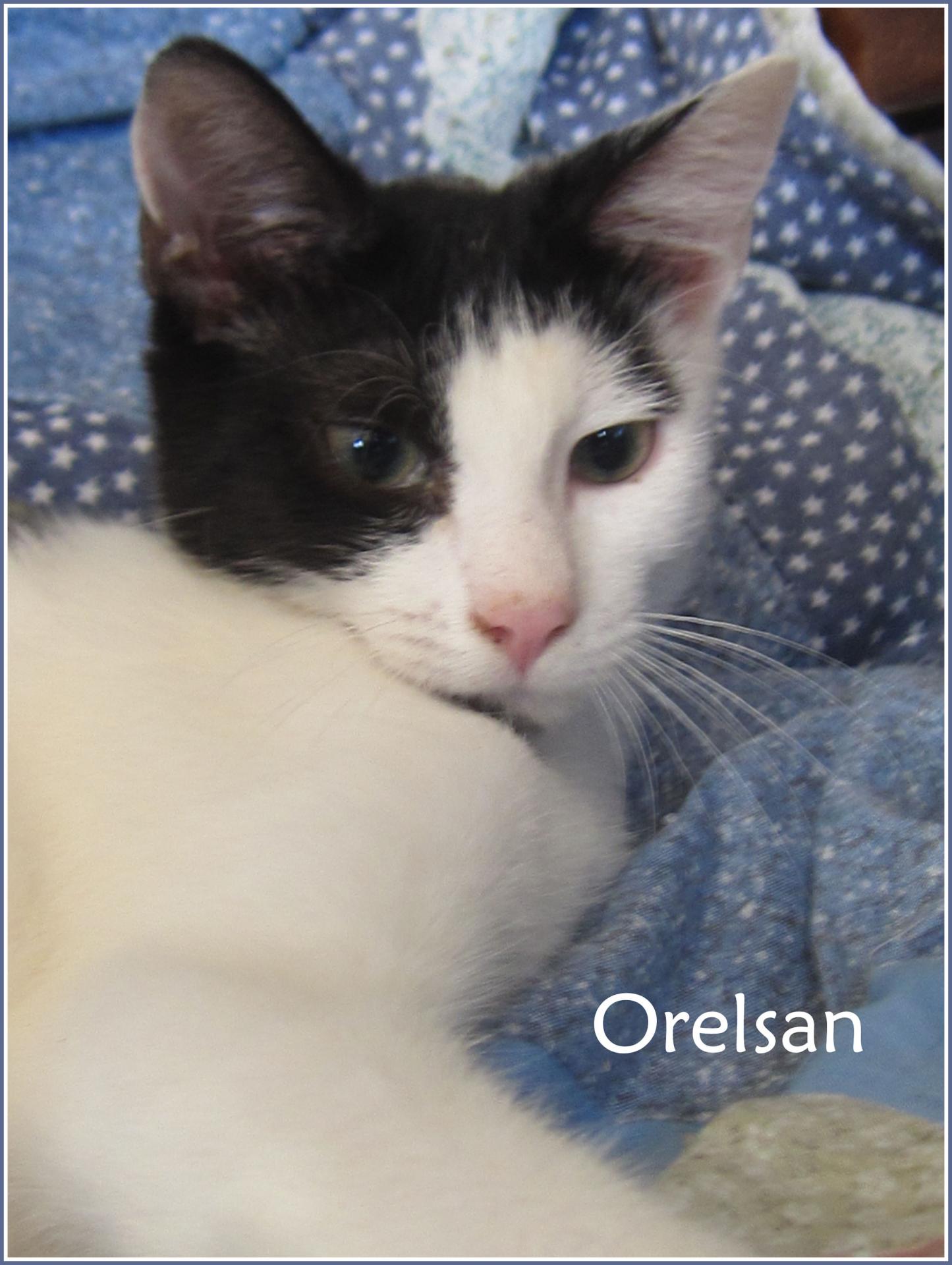 Orelsan - M - Né le 1/5/2018 - Adopté en octobre 2018