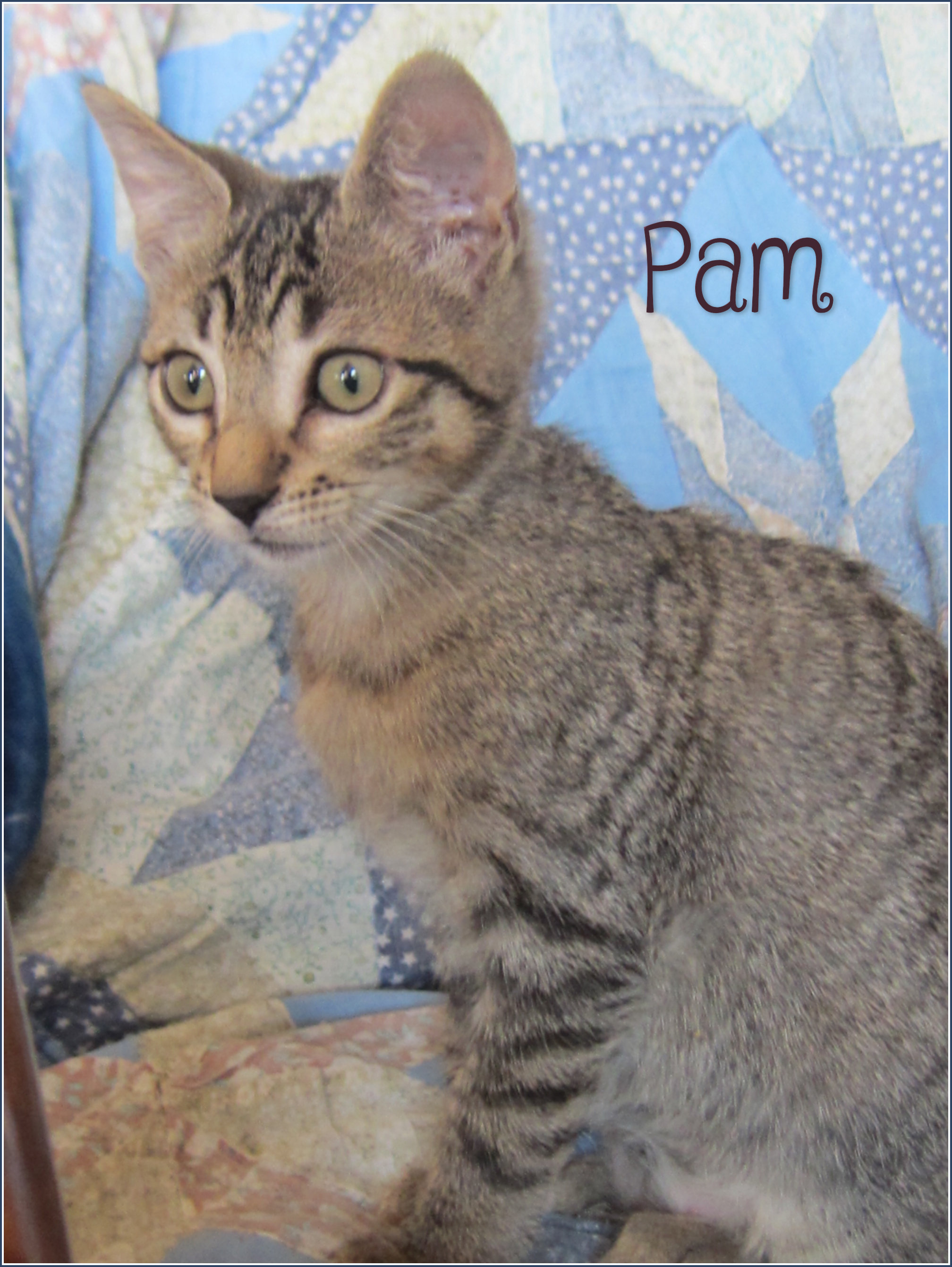 Pam - F - Née le 1/7/2019 - Adoptée en dec 2019
