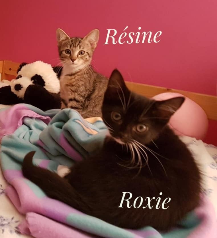 Resine et roxie - F - Nées le 06/06/2020 - Adoptées en septembre 2020