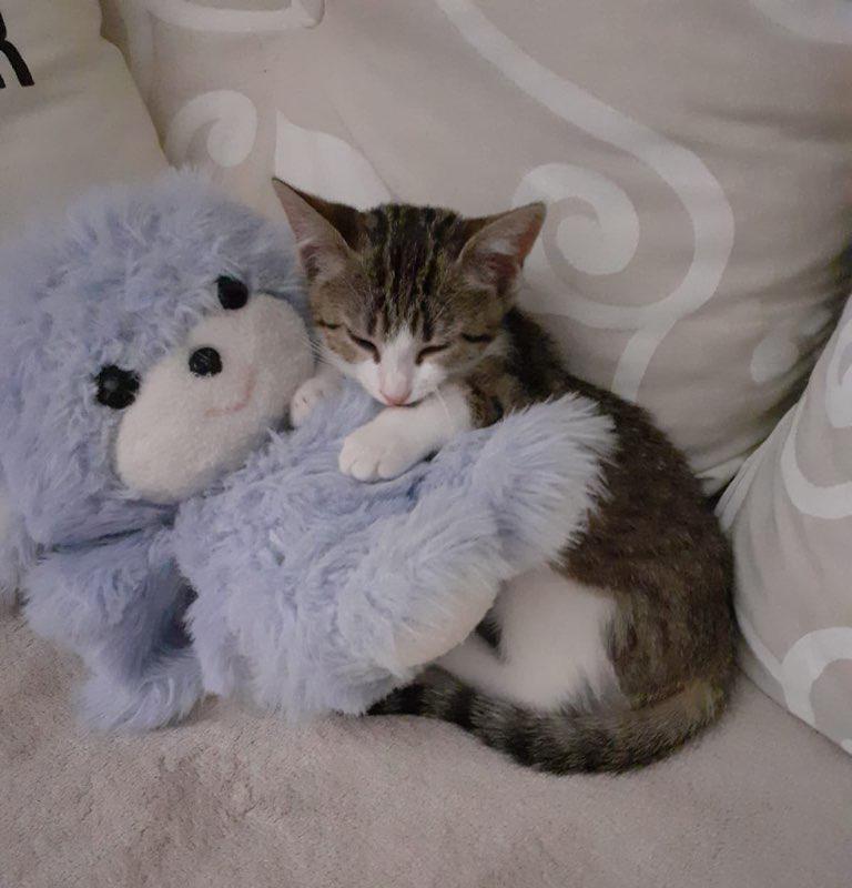 Chaton 6