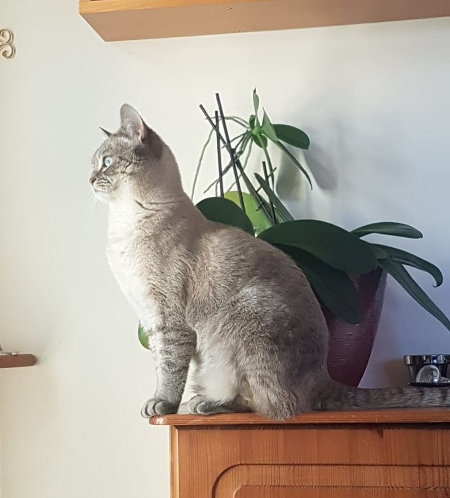 Neiko