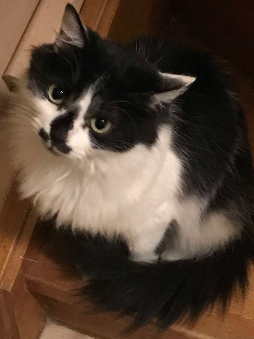 Oustache