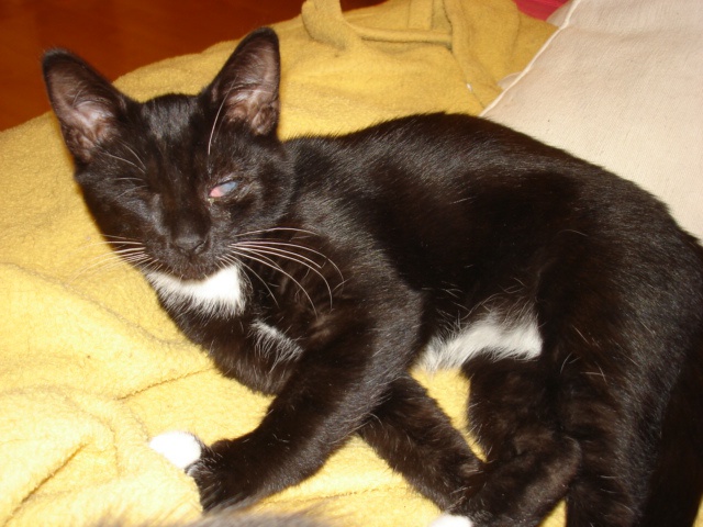 Petit Coeur - Chat de 10 mois borgne, calin et joueur attend sa famille Petit-coeur