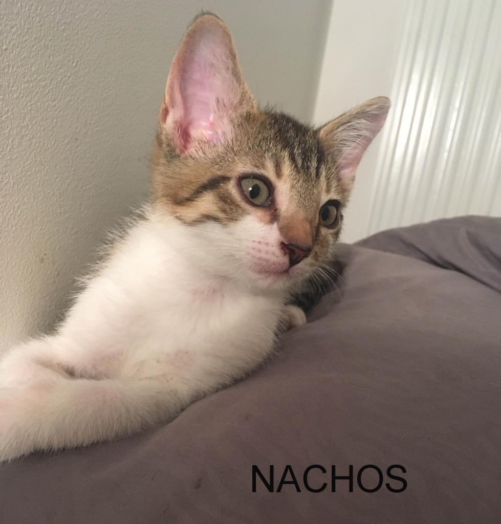 NACHOS - M - Né le 20/04/2017 - Adopté en Juillet 2017