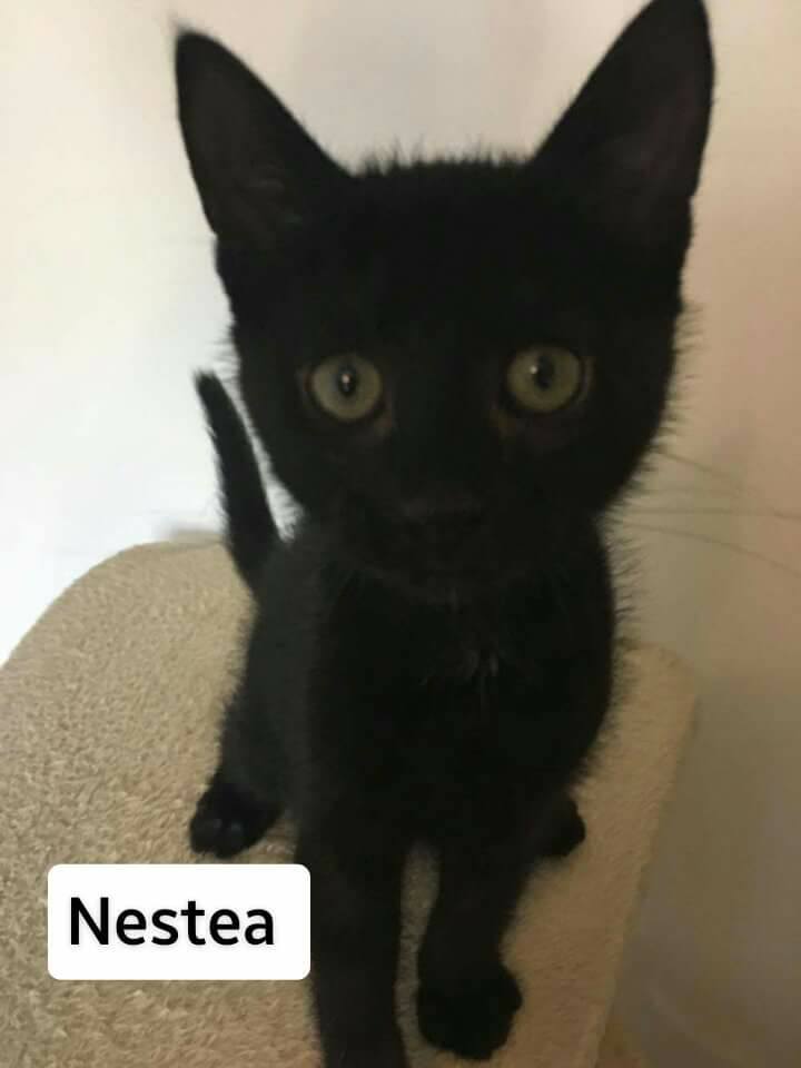 NESTEA - M - Né le 01/04/2017 - Adopté en Juillet 2017