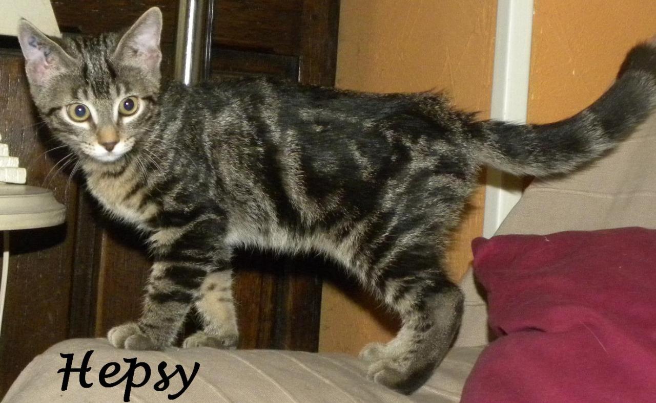 HEPSY - M - Né le 20/07/2012 -  Adopté en Novembre 2012