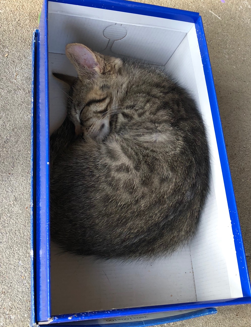 Ooma - F - Née le 5/10/2018 - Adoptée en janvier 2019