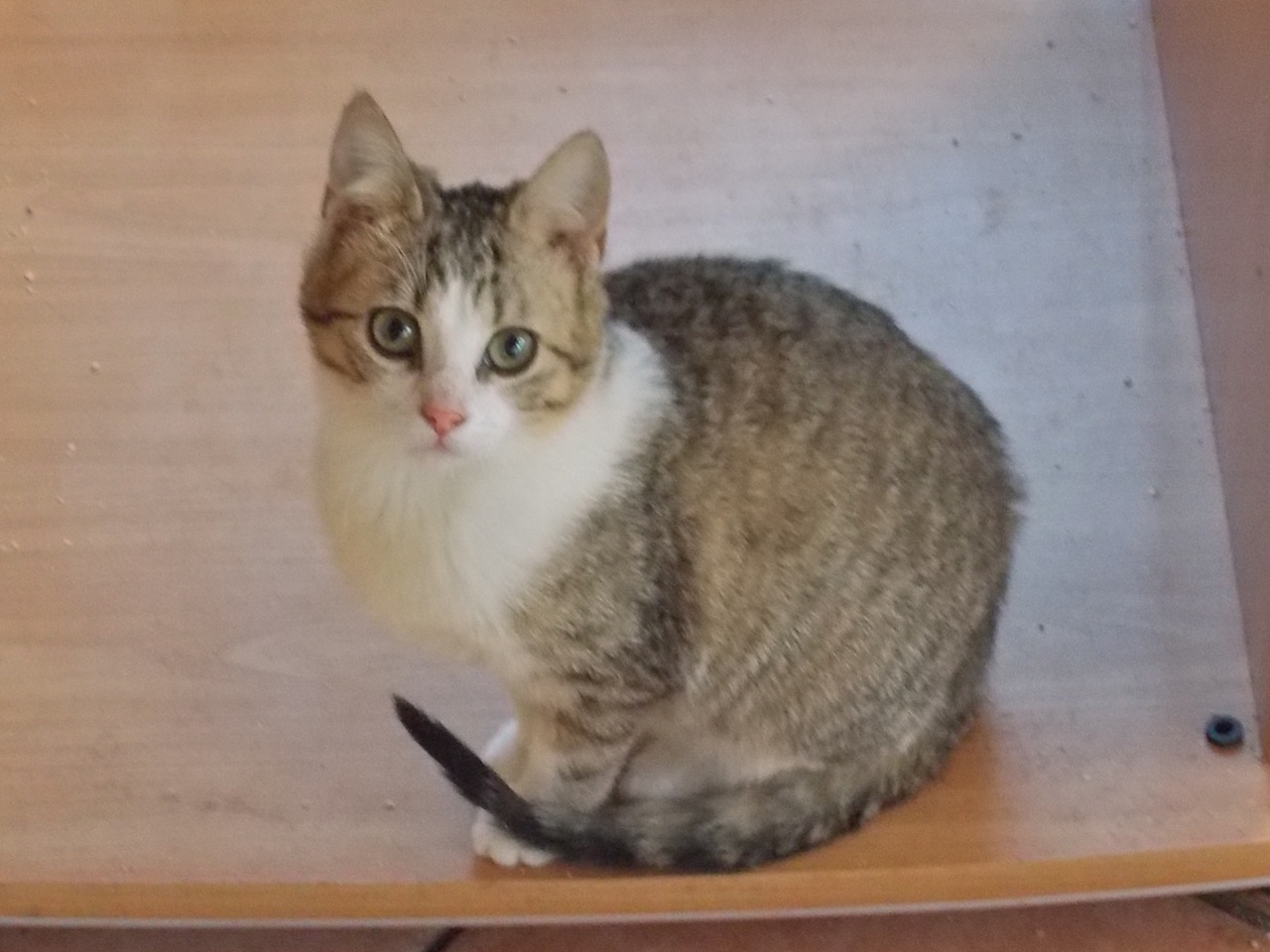 JIWIE - F - Née le 15/09/2014 - Adoptée en mars 2015