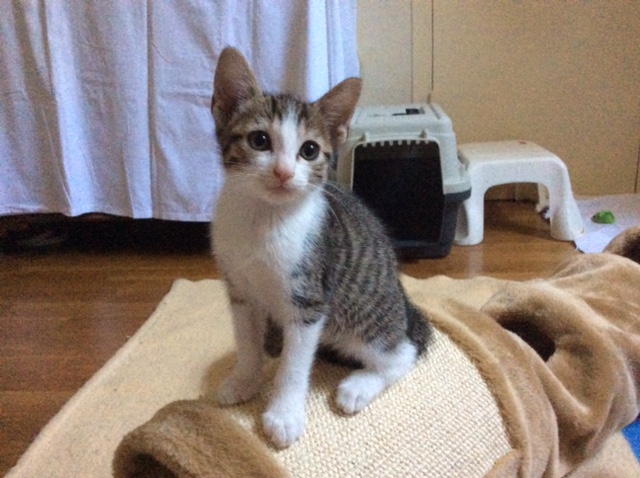 LIBERTY - M - Né le 01/05/2015 - Adopté en août 2015