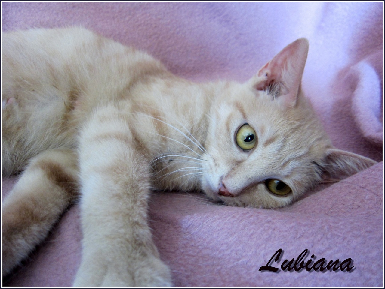 LUBIANA - F - Née le 01/01/2013 - Adoptée en janvier 2016