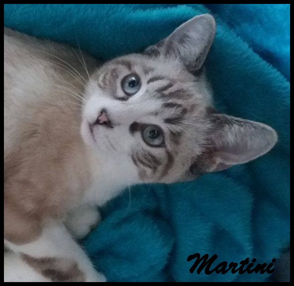 MARTINI - M - 11/04/2016 - Adopté en Septembre 2016