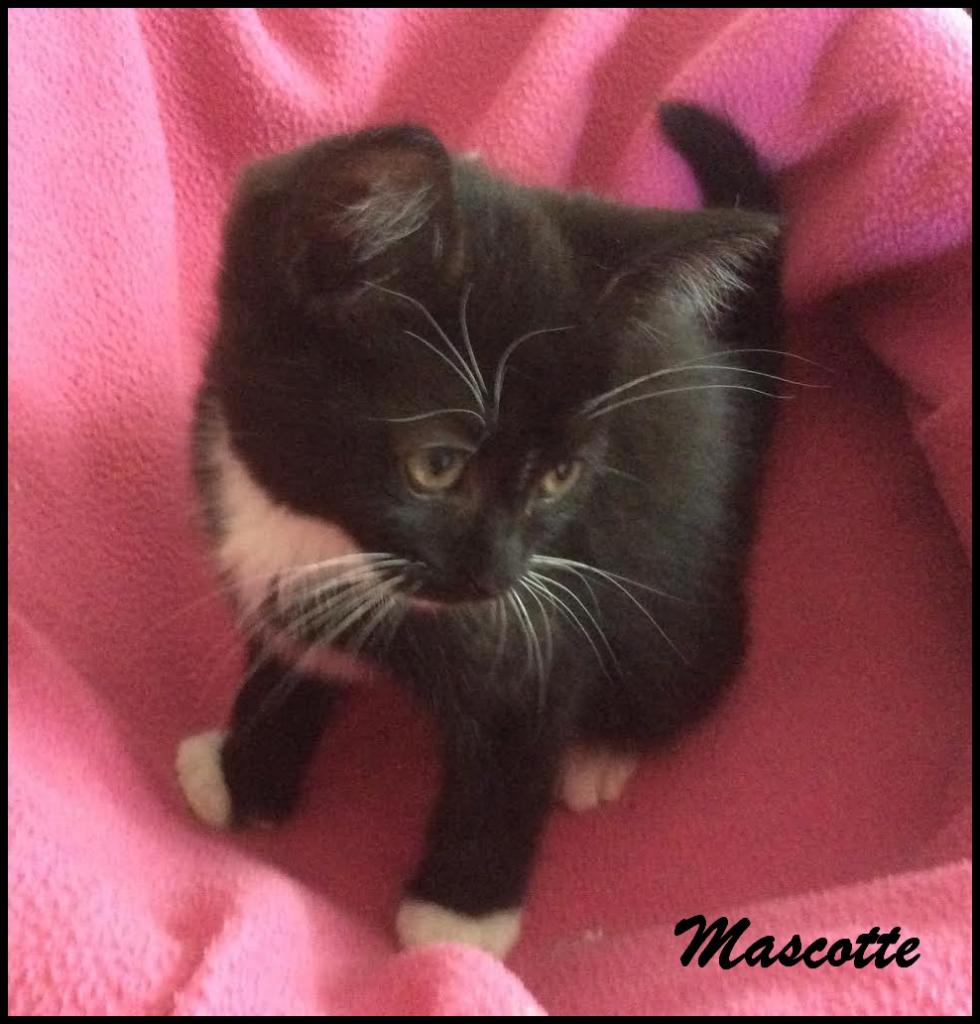 MASCOTTE - F - Née le 01/05/2016 - Adoptée en août 2016