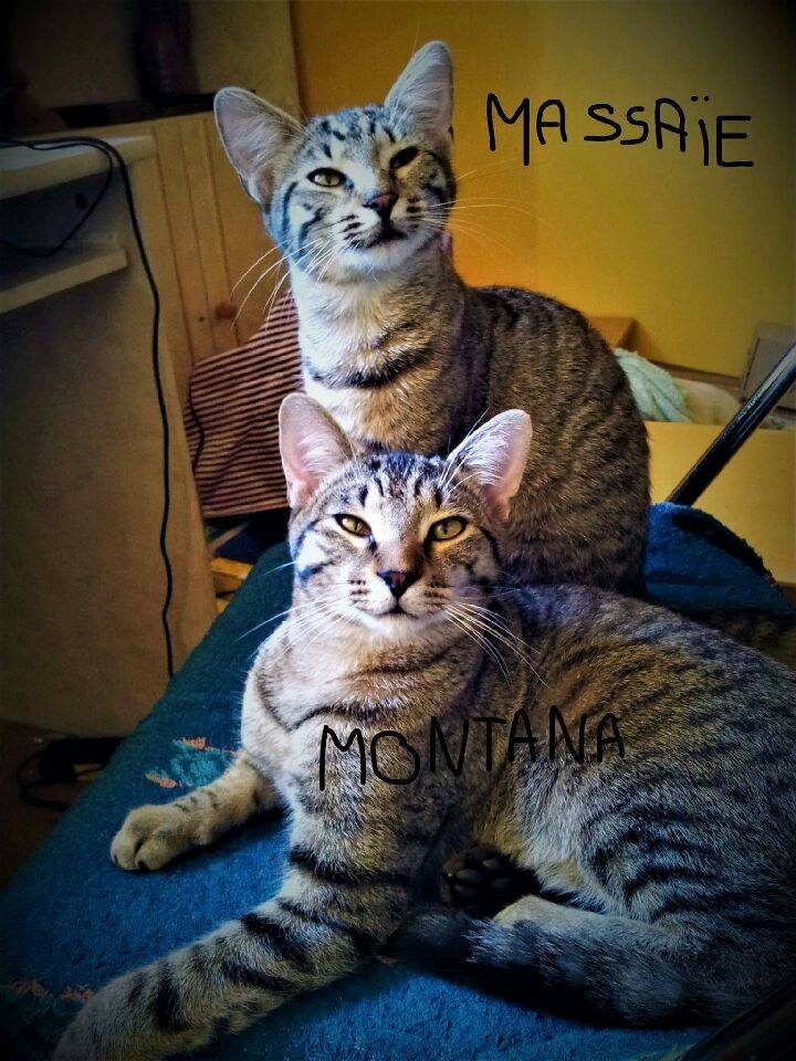 Massaie  et Montana - F - Nées le 16/05/2016 -  Adoptées en 2018