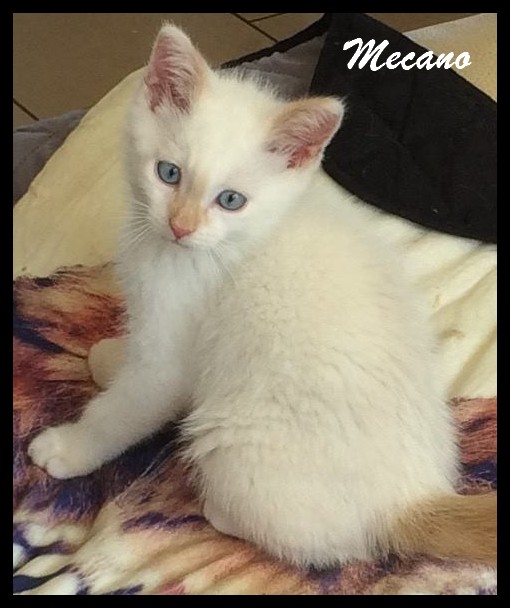 MECANO - M - Né le 05/05/2016 - Adopté en Octobre 2016