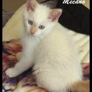MECANO - M - Né le 05/05/2016 - Adopté en Octobre 2016