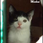 MICHOU - M - Né le 20/04/2016 - Adopté en août 2016