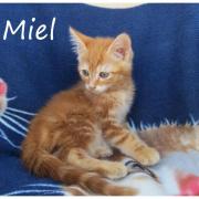 MIEL - M - Né le 25/04/2016 - Adopté en juillet 2016