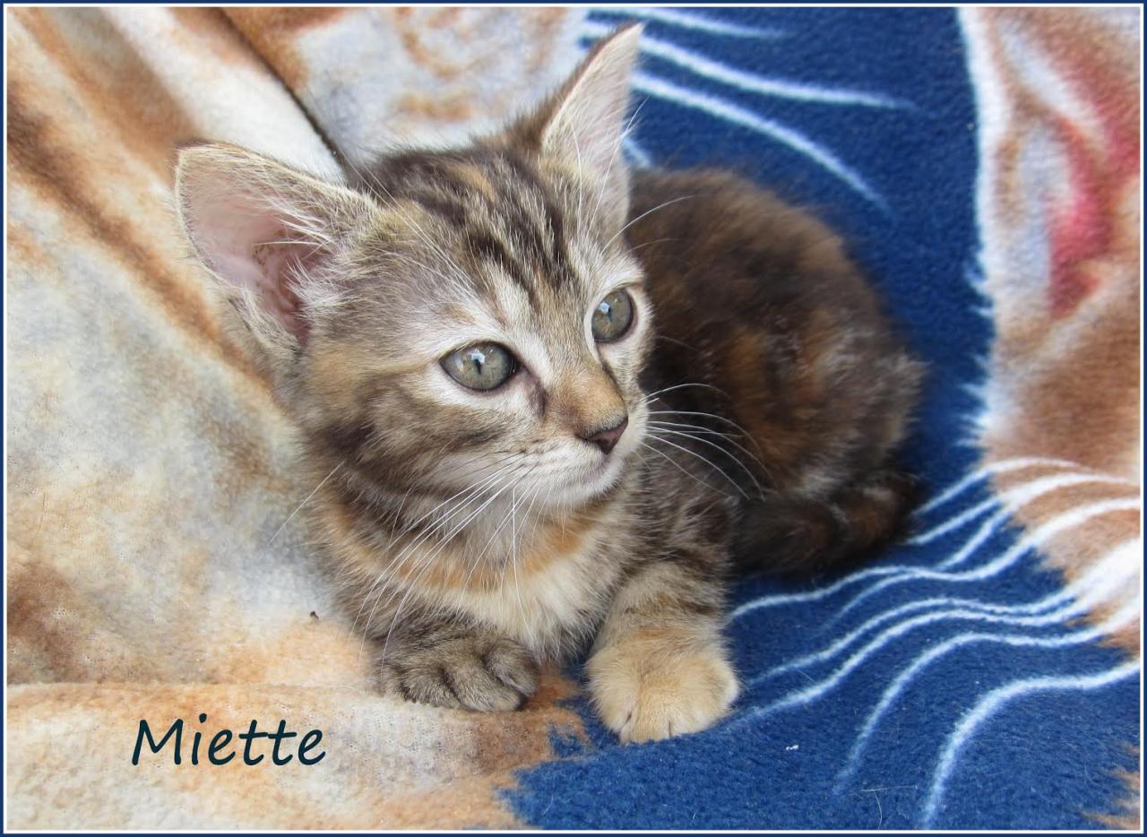 MIETTE - F - Née le 25/04/2016 - Adoptée en juillet 2016