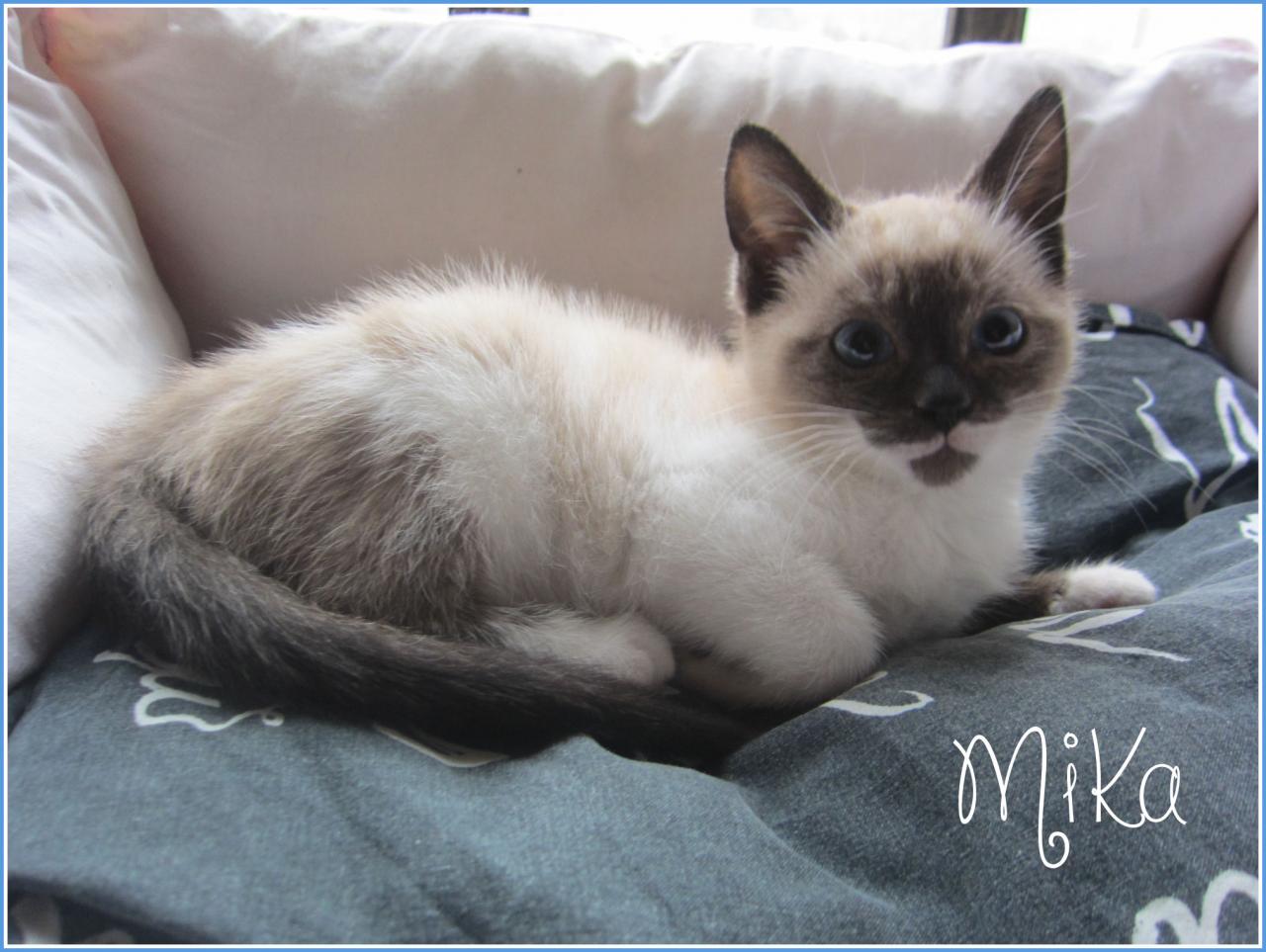 MIKA - F - Née le 25/10/2015 - Adoptée en janvier 2016