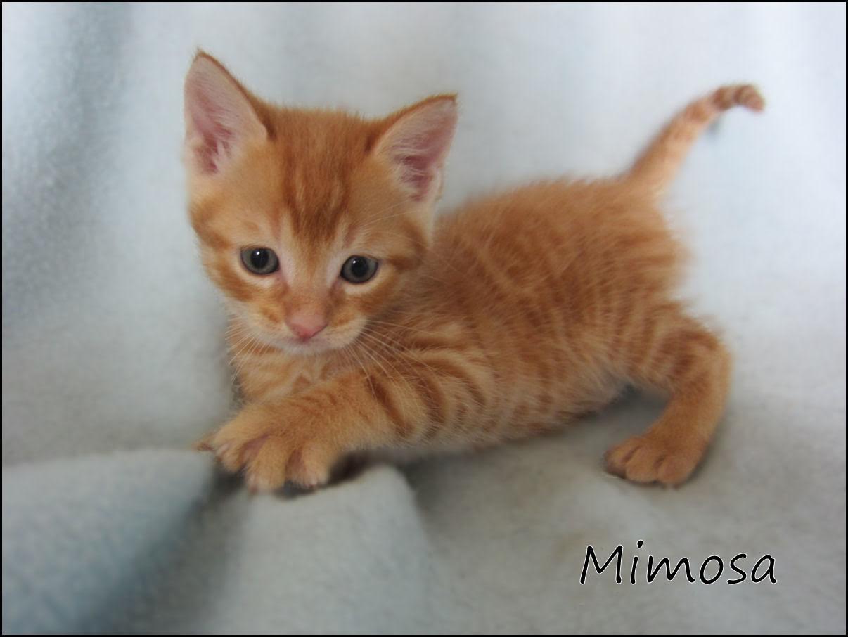 MIMOSA - M - Né le 26/03/2016 - Adopté en juin 2016