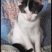 MUEZZA - F - Née le 01/07/2016 - Adoptée en Octobre 2016