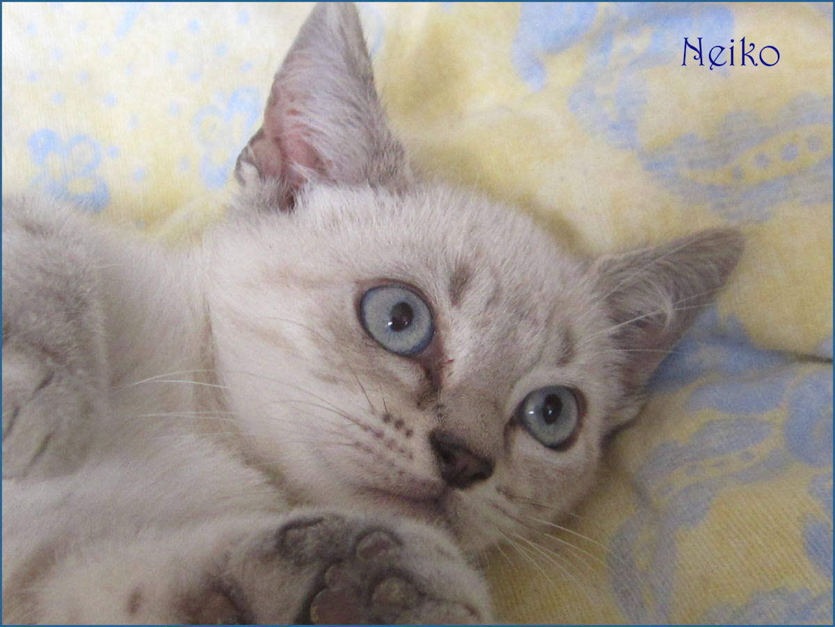 Neiko - M - Né le 17/06/2017 - Adopté en janvier 2018