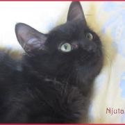 Njuta - F - Née le 17/05/2017 - Adoptée en décembre 2017