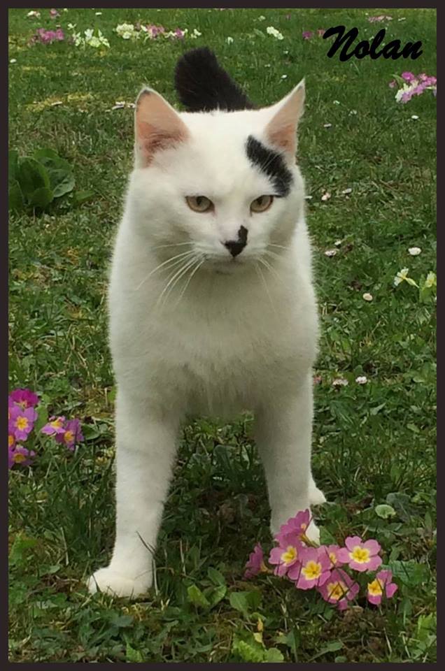 Nolan - M - Né le 22/7/2015 - Adopté en janvier 2019