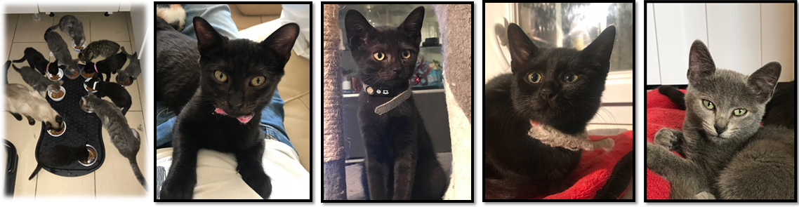 Odessa, Oxana, Olenka, Ornela - F - Nées le 25/4/2018