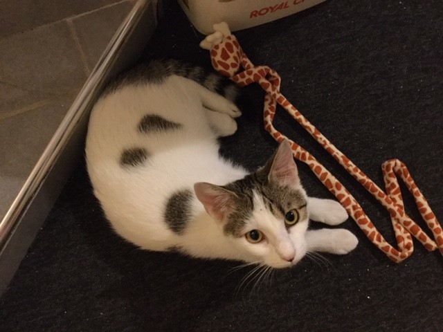 O'pussynette - F - Née le 1/12/2018 - Adoptée en janvier 2019