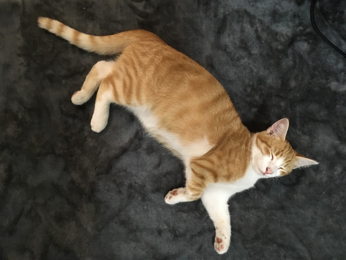 Oré - M - Né le 15/04/2018 - Adopté en janvier 2019