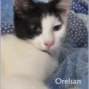 Orelsan - M - Né le 1/5/2018 - Adopté en octobre 2018