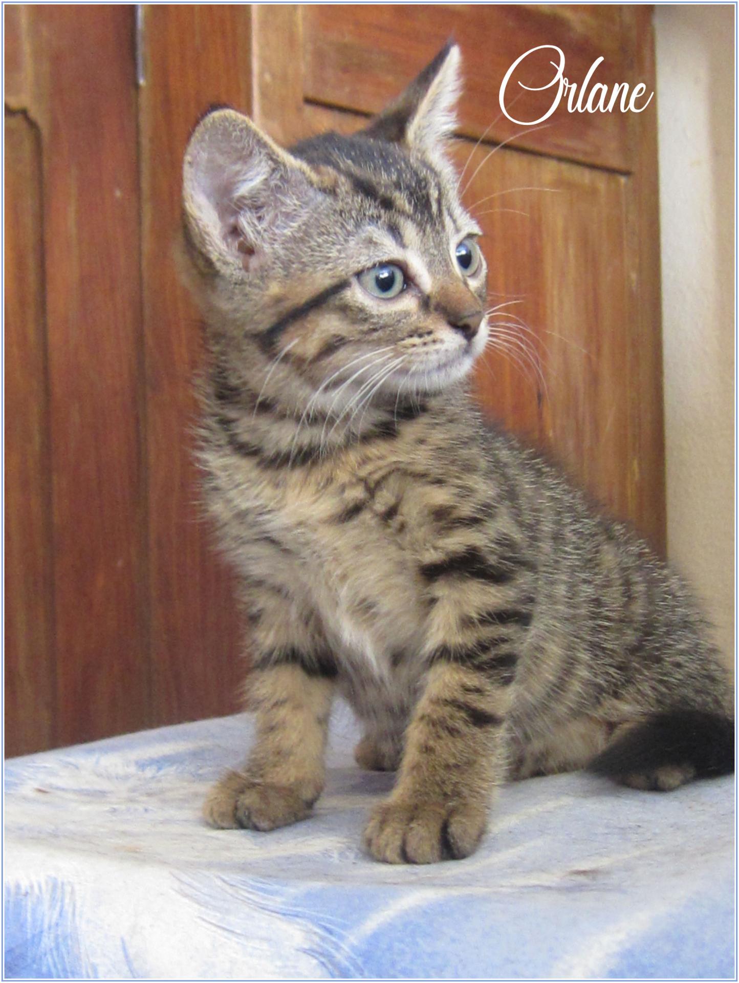 Orlane - F - Née le 1/5/2018  - Adoptée en mars 2019
