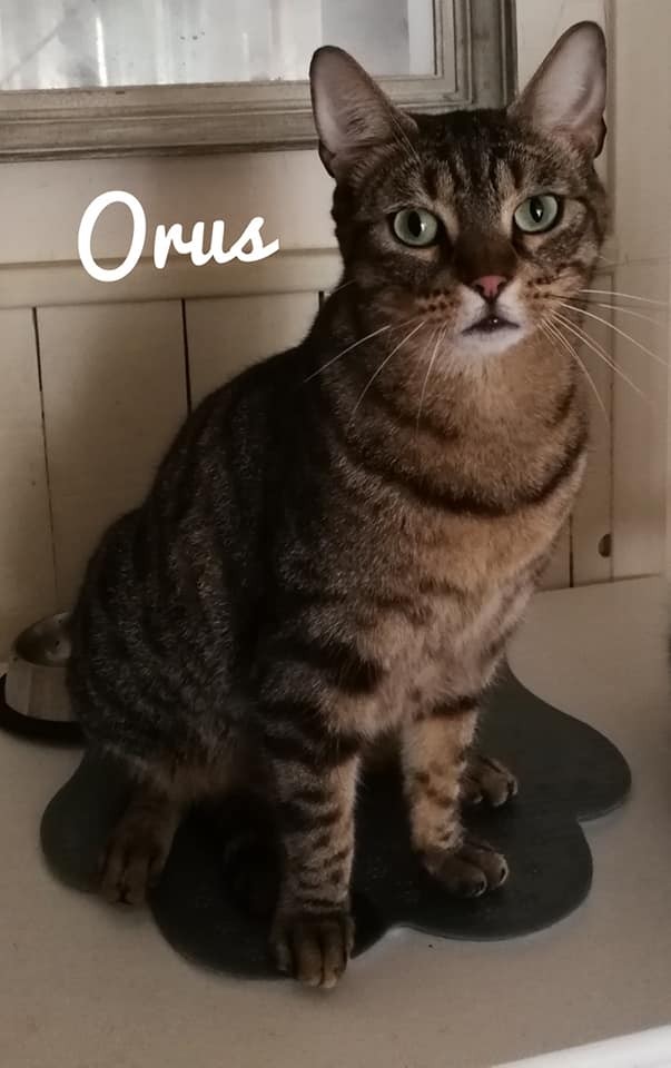 Orus - M - Né le 08/04/2018 - Adopté en juin 2020