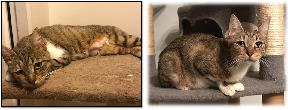 Ouny - F - Née le 19/2/2012 - Adoptée en janvier 2019