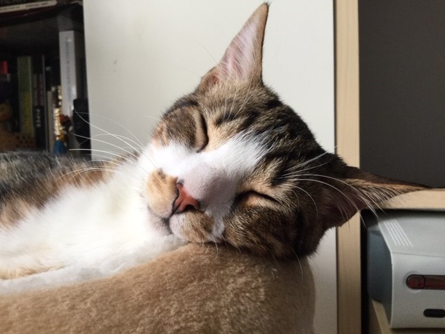 Oweno - M - Né le 15/04/2018 - Adopté en janvier 2019