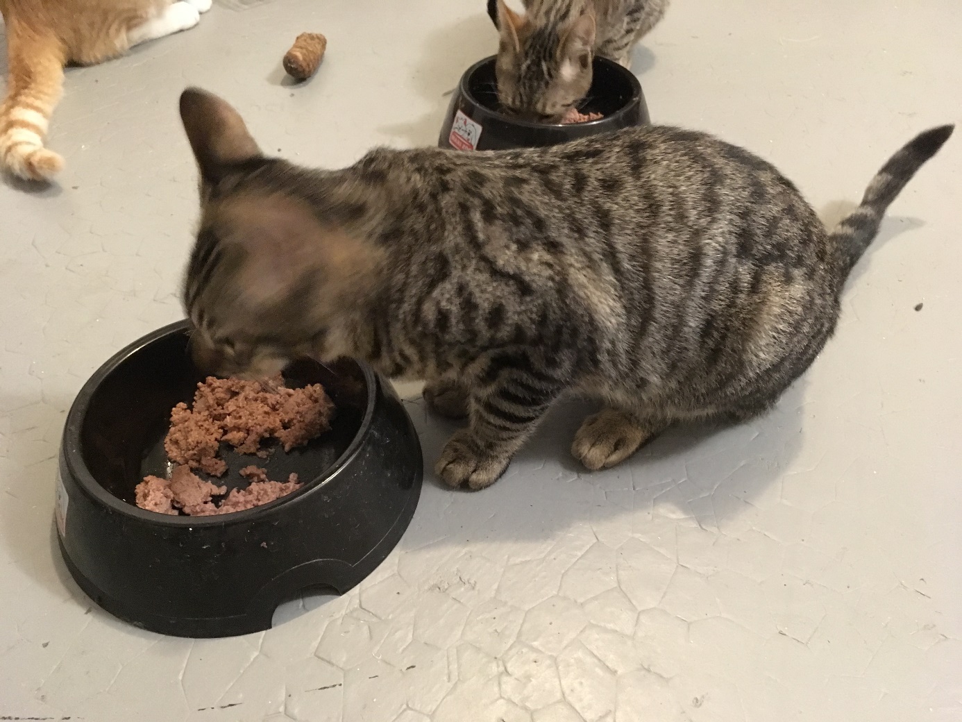 Oxford - M - Né le 1/5/2018 - Adopté en janvier 2019