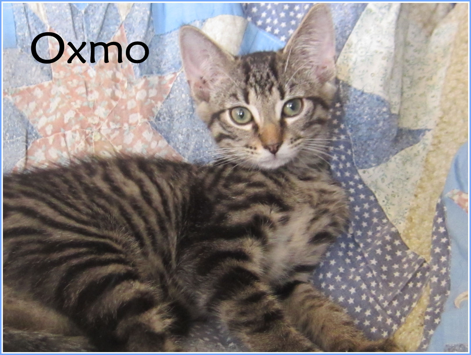 Oxmo - M - Né le 1/5/2018 - Adopté en avril 2019